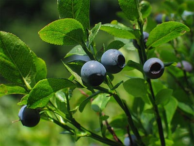 Huckleberry Vaccinium spp